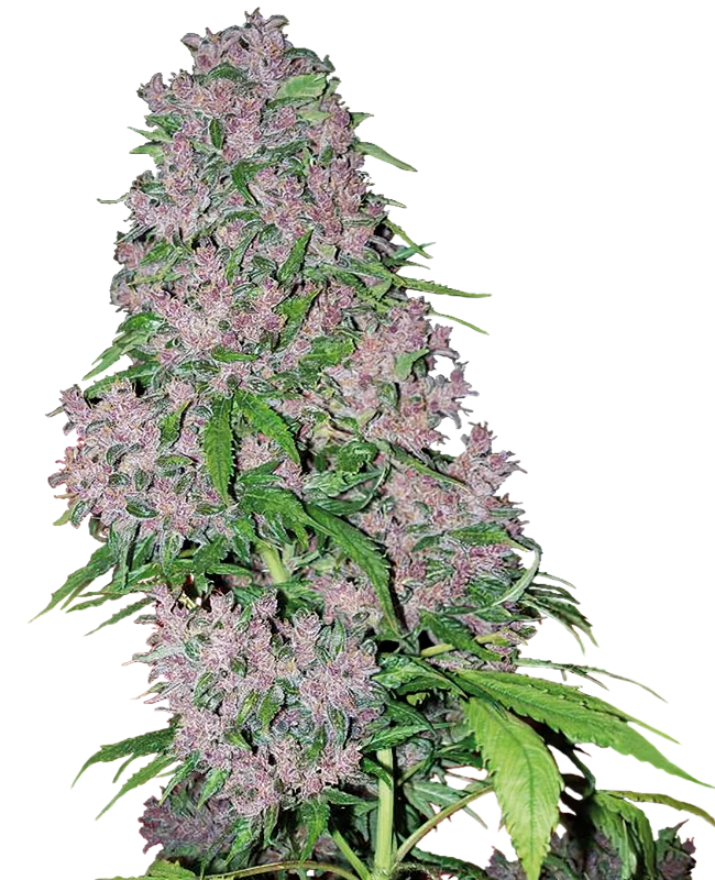 Purple Bud van White Label
