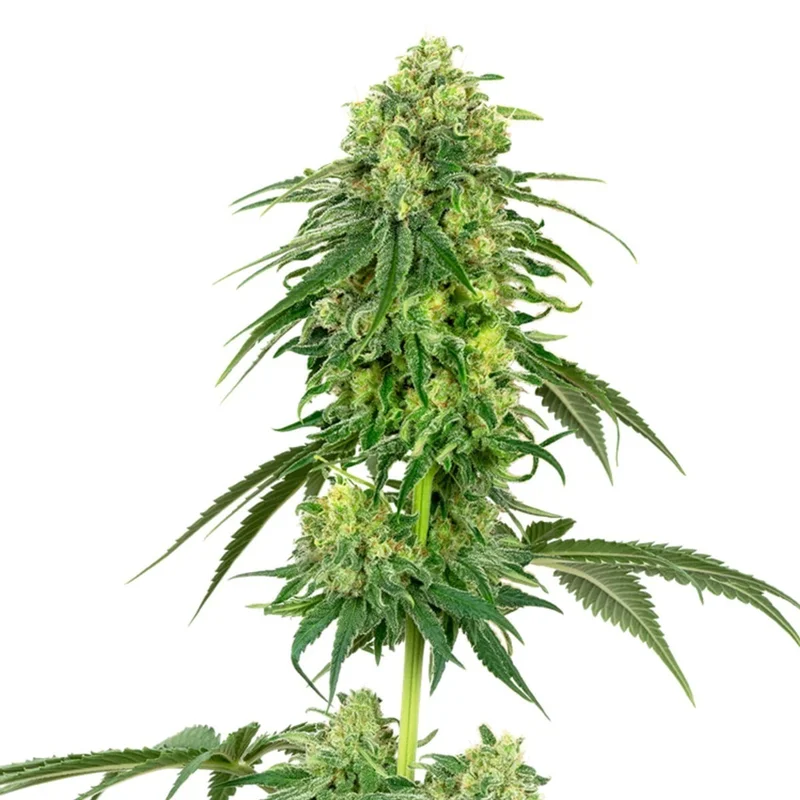 Strawberry Kush van White Label
