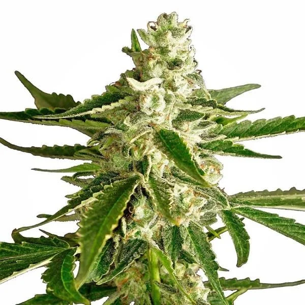 White Diesel Haze van White Label