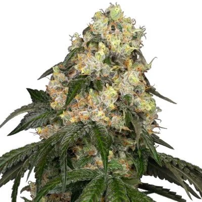 White Biscotti OG XXL van White Label