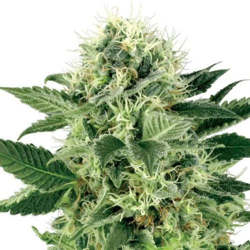 Northern Lights van White Label