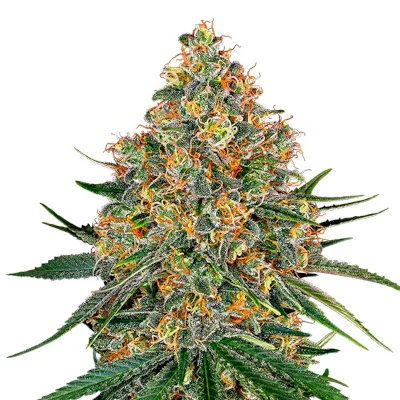 White Cheese van White Label