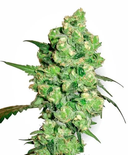 Super Skunk van White Label