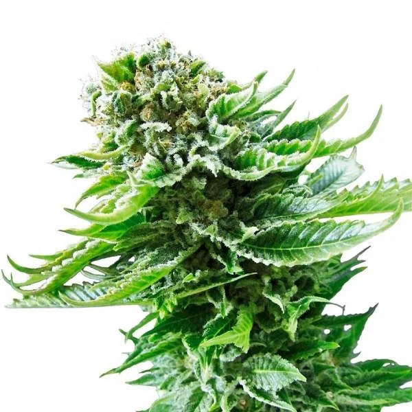 Northern Lights van White Label