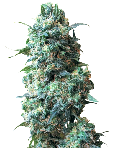 Afghan Kush van White Label