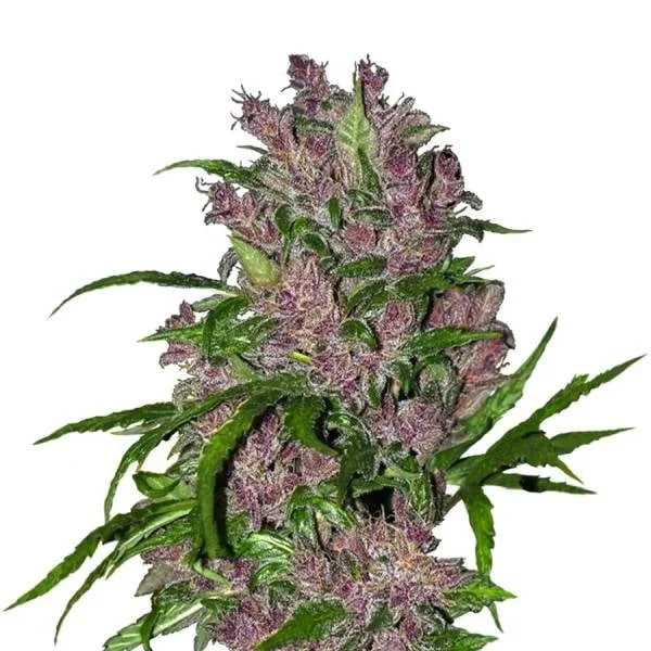 Purple Bud van White Label