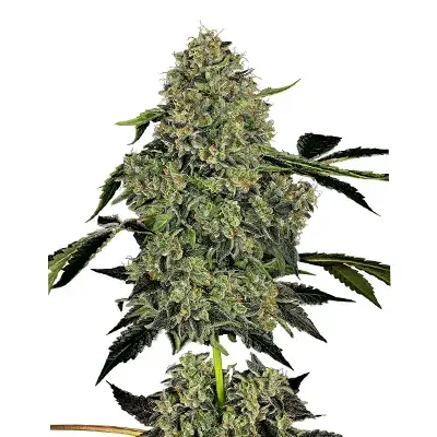 OG Kush van White Label