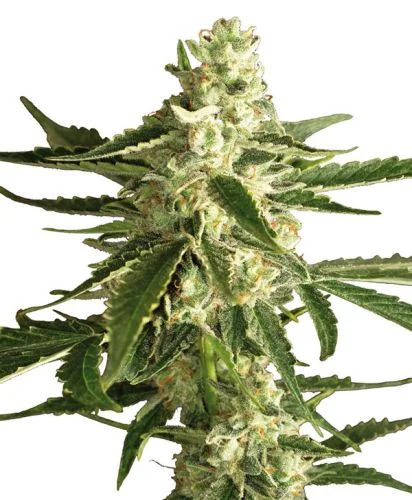 White Diesel Haze van White Label