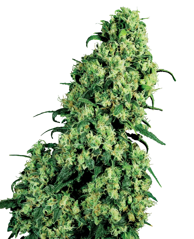 Skunk #1 van White Label