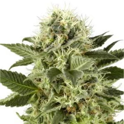Northern Lights van White Label