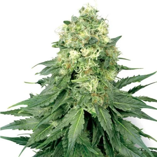 White Widow van White Label