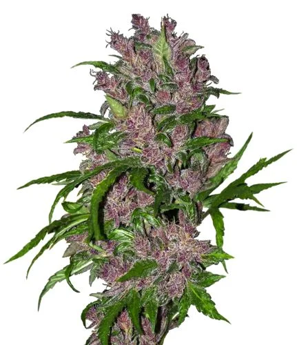 Purple Bud van White Label