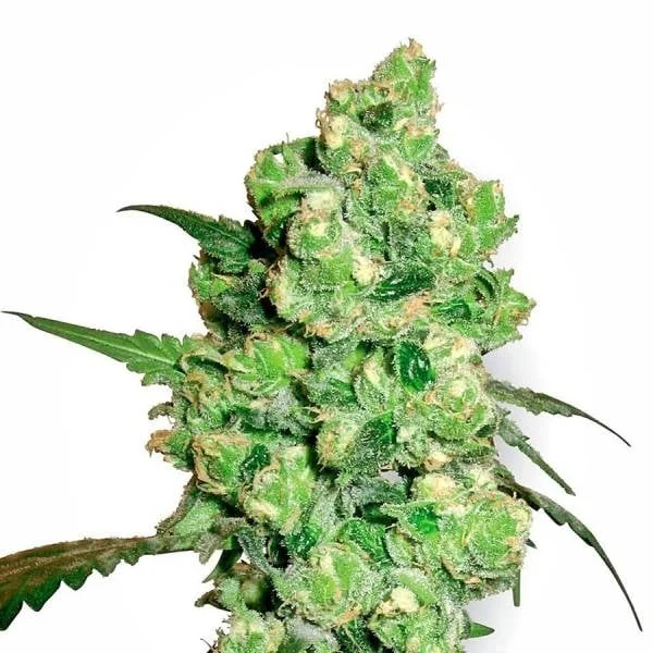 Super Skunk van White Label