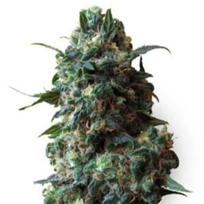 Afghan Kush van White Label