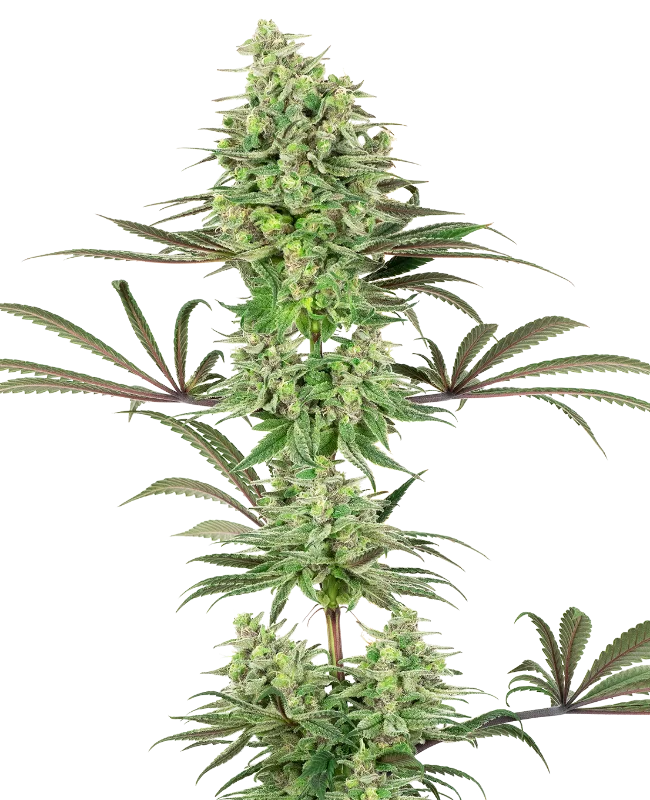 Double Banana Kush van White Label