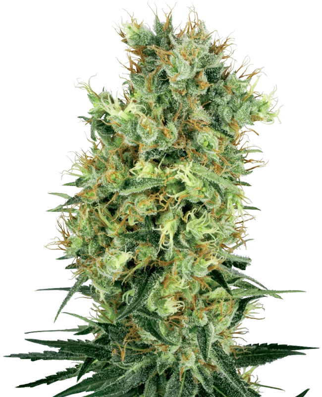 Cali Orange Bud van White Label