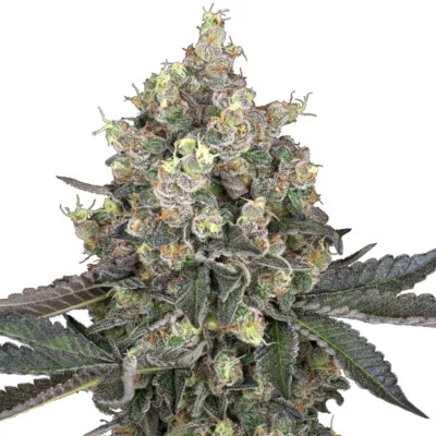 Sweet Berry Breeze van White Label