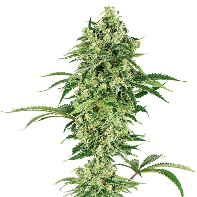 Double Banana Kush van White Label