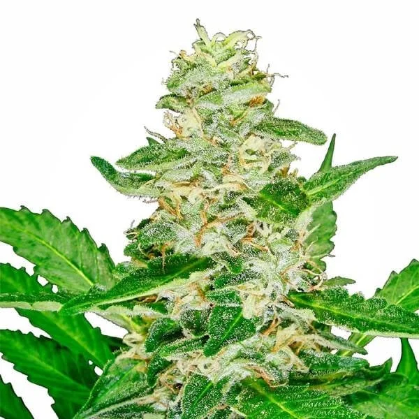 Super Skunk van White Label