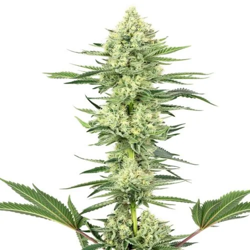 White Gorilla Haze van White Label