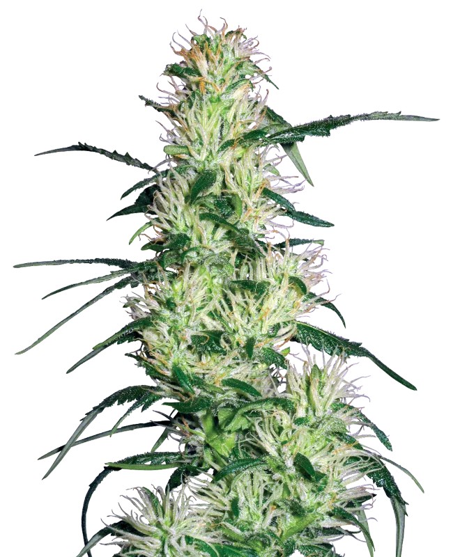 Purple Haze van White Label