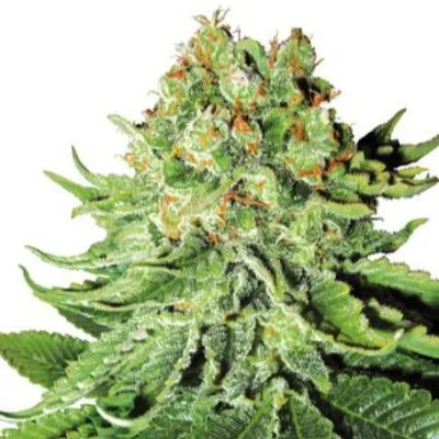 Northern Lights van White Label