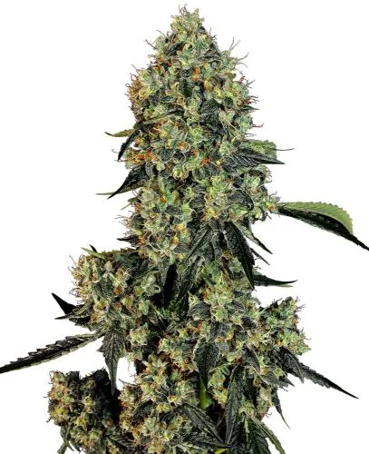 OG Kush van White Label