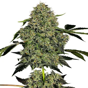 OG Kush van White Label