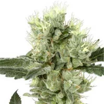 White Haze van White Label