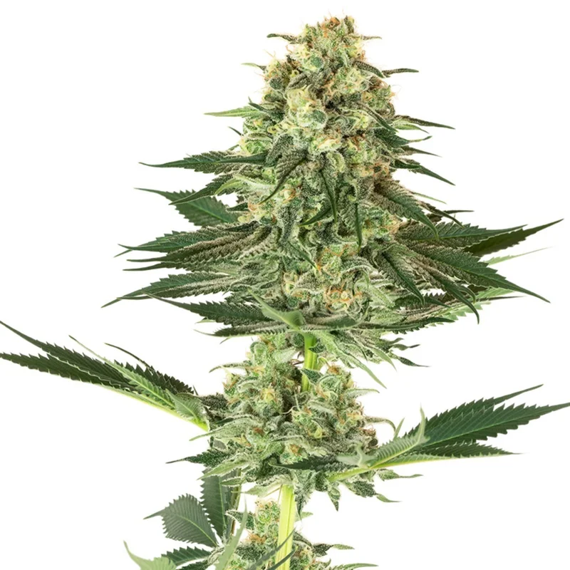 Banana Kush van White Label