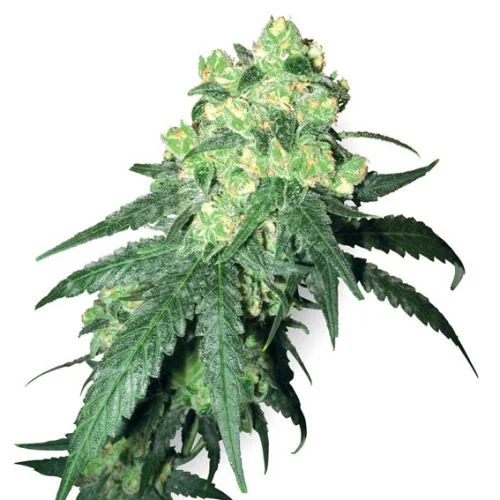 Rhino van White Label