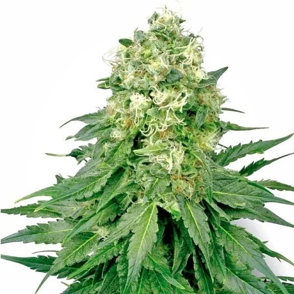 White Widow van White Label