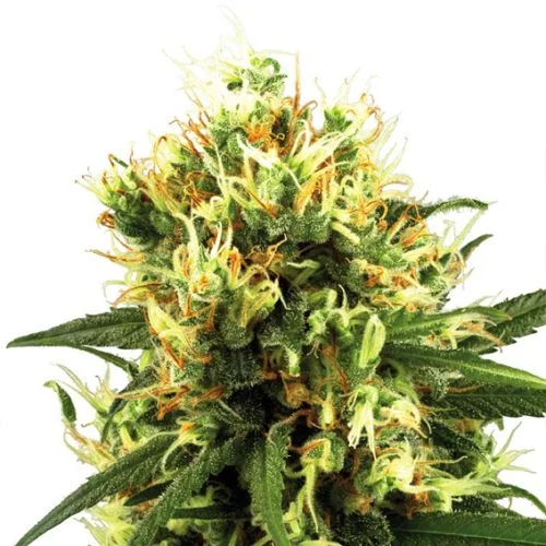 White Haze van White Label