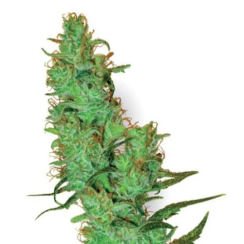 Jack Herer van White Label