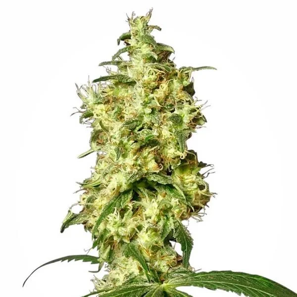 White Widow van White Label