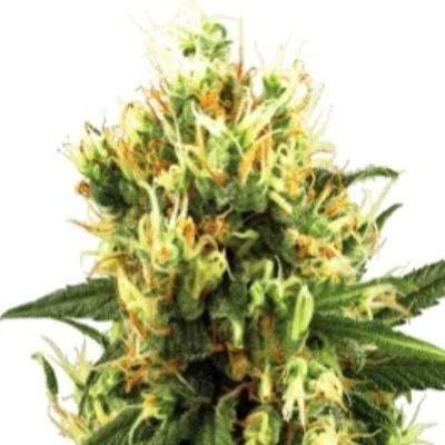 White Haze van White Label