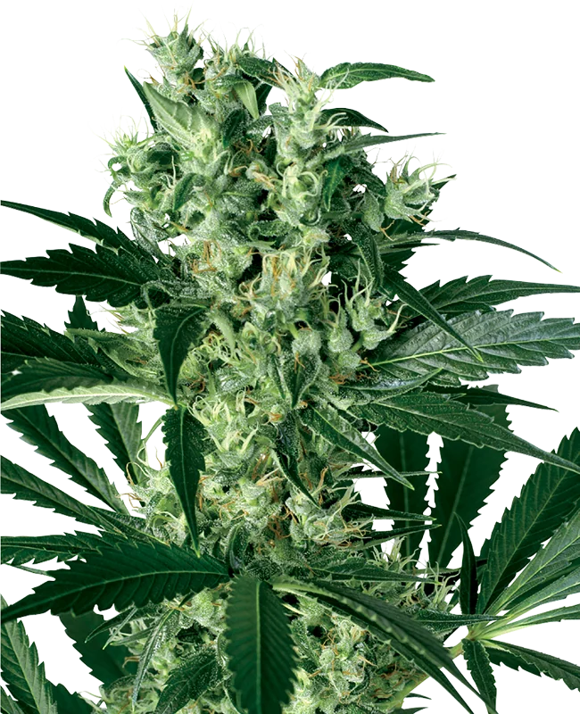 X Haze van White Label