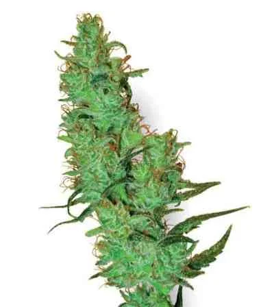 Jack Herer van White Label