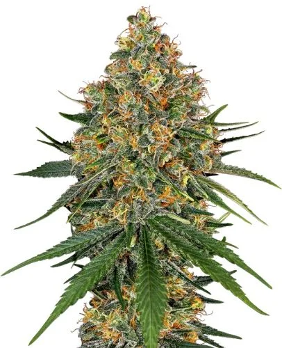 White Cheese van White Label