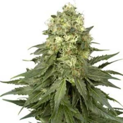 White Widow van White Label