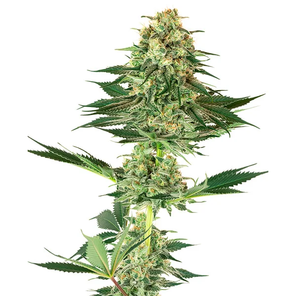 Banana Kush van White Label