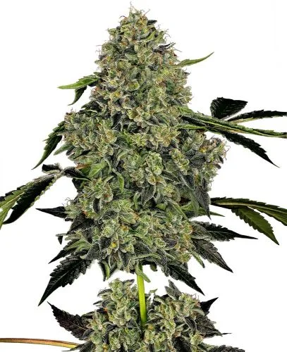 OG Kush van White Label