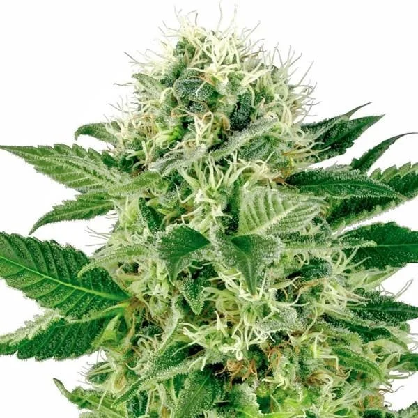 Northern Lights van White Label