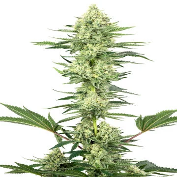 White Gorilla Haze van White Label