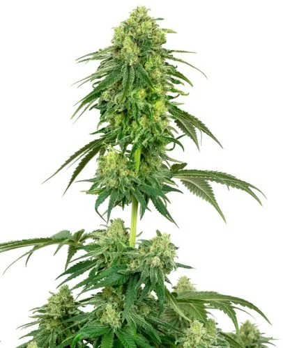 Strawberry Kush van White Label