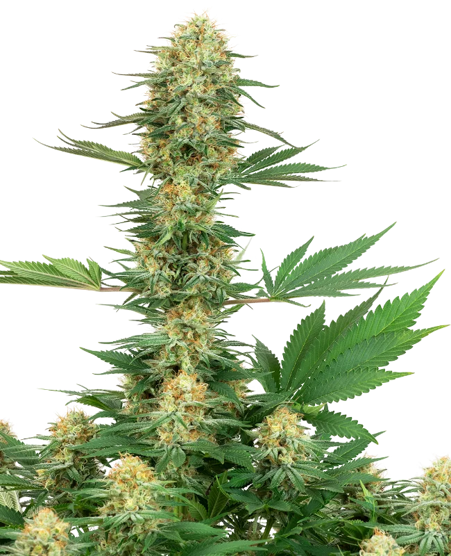 Gelato #420 van White Label