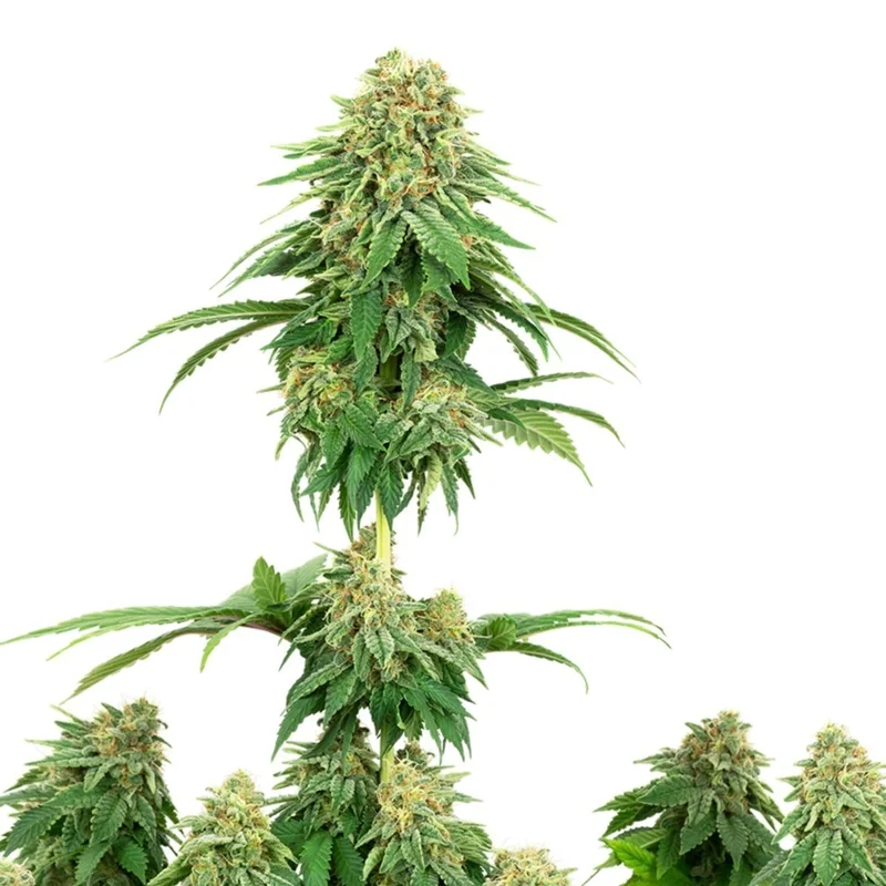 Girl Scout Cookies van White Label