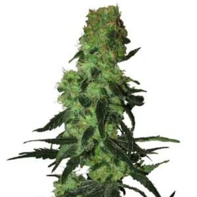 Amnesia White van White Label
