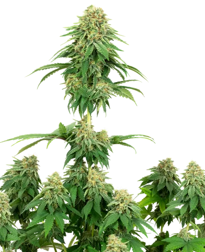 Girl Scout Cookies van White Label