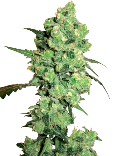 Super Skunk van White Label